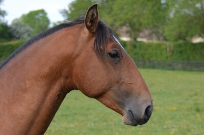 Photo du cheval