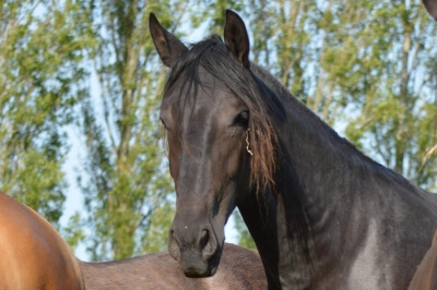Photo du cheval