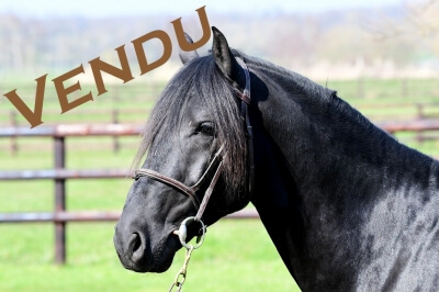Photo du cheval