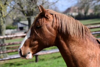 Photo du cheval