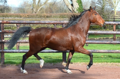 Photo du cheval