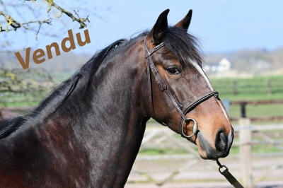 Photo du cheval