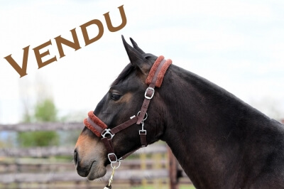 Photo du cheval