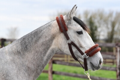 Photo du cheval
