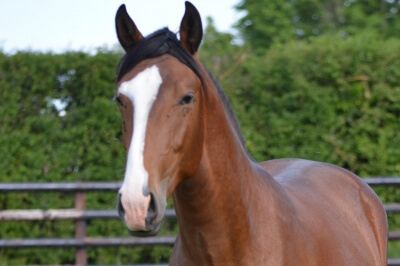 Photo du cheval