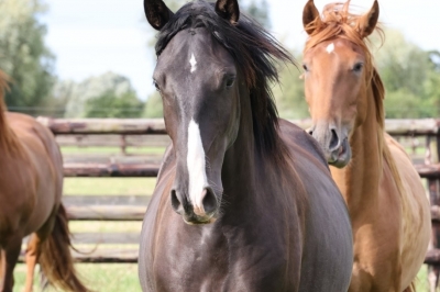 Photo du cheval