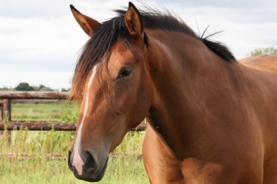 Photo du cheval