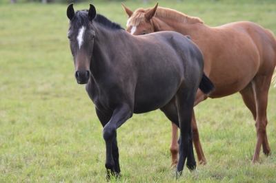 Photo du cheval