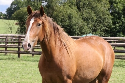 Photo du cheval