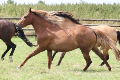 Photo du cheval