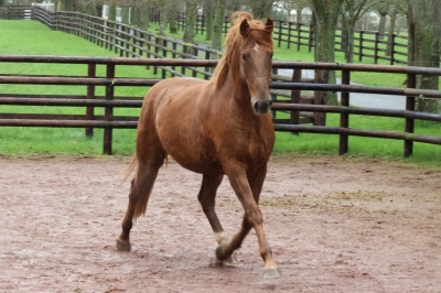 Photo du cheval