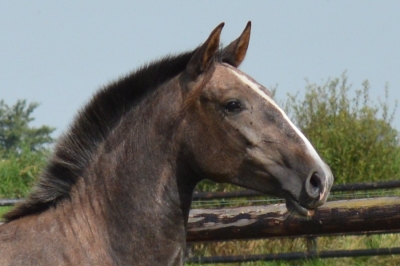 Photo du cheval