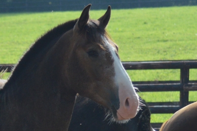 Photo du cheval