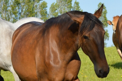 Photo du cheval