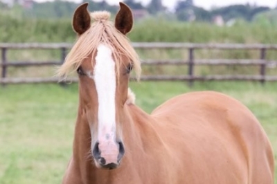 Photo du cheval