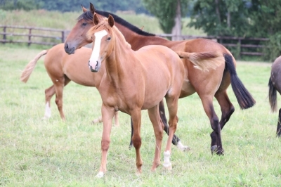 Photo du cheval