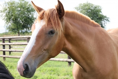 Photo du cheval