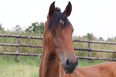 Photo du cheval