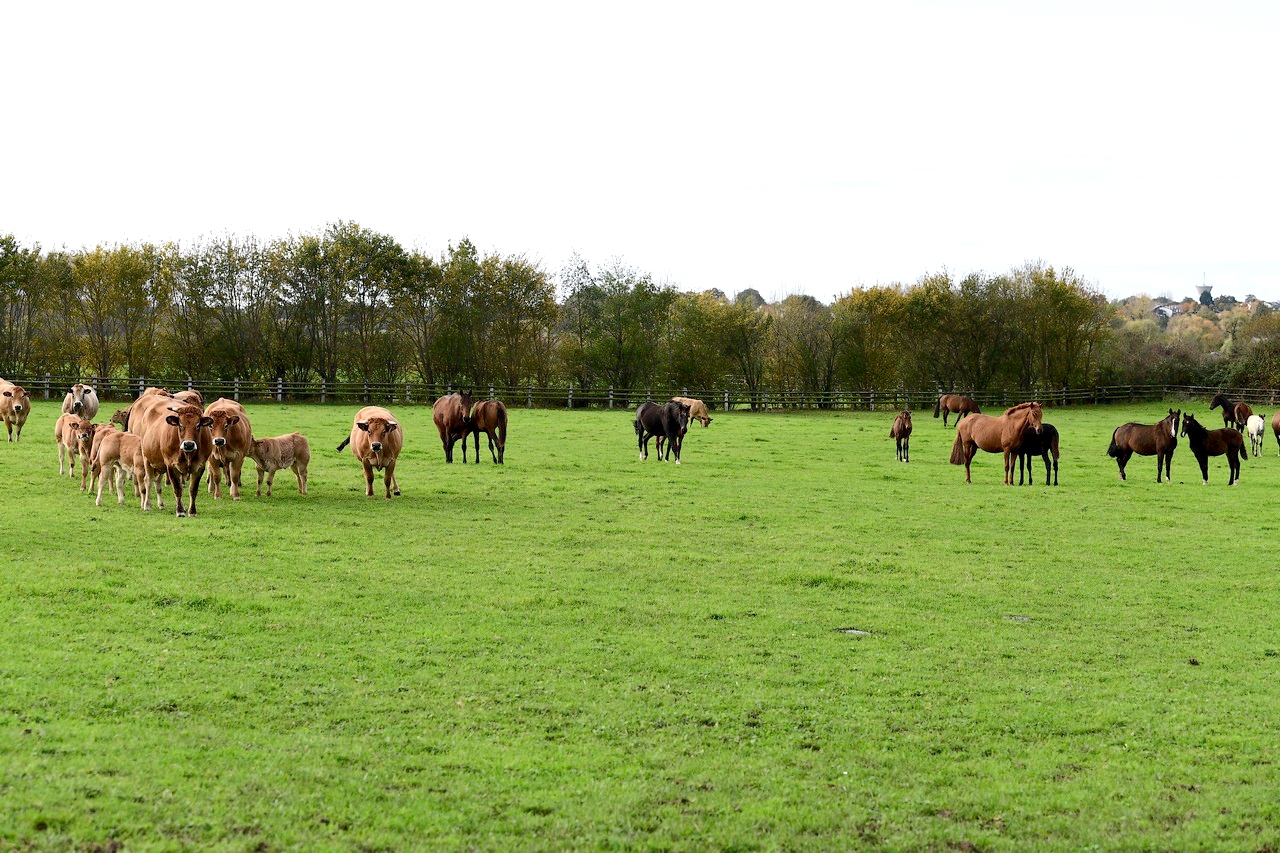 Elevage de Lusitanien Calvados : Haras Domaine de Brousse
